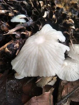 Mold, Mushroom Foto stock