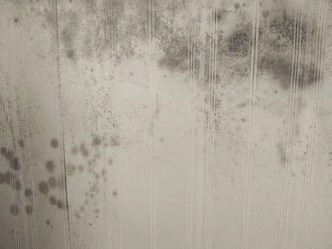 Mold on old wall wallpaper surface Stock Photos
