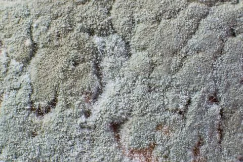 Mold, organic texture - rotten bread close up Stock Photos