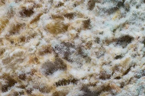 Mold, organic texture - rotten bread close up Stock Photos