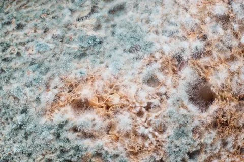 Mold, organic texture - rotten bread close up Фото