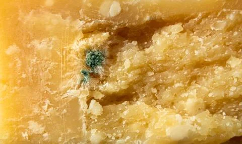 Mold on Parmesan cheese Stock Photos