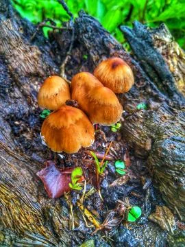 Mold passarella 库存照片