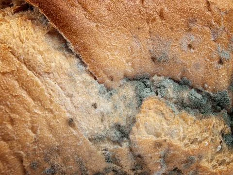 Mold Stock Photos