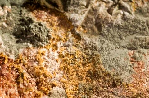 Mold Stock Photos