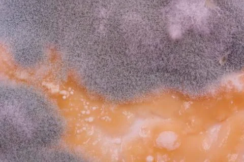 Mold Stock Photos