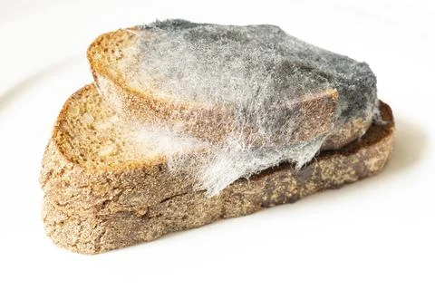 Mold on pieces of bread on a light background Stock-Fotos