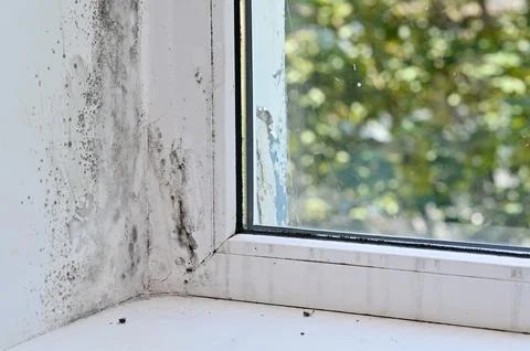 Mold on the plastic window Stock Photos