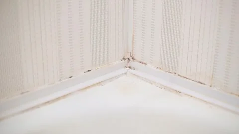 Mold removal is shown in bathroom corners. Stockbeeldmateriaal 337101375