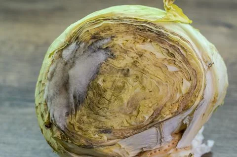 Mold on rotten spoiled cabbage Stock Photos