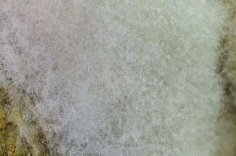Mold on rotten spoiled cabbage Stock Photos