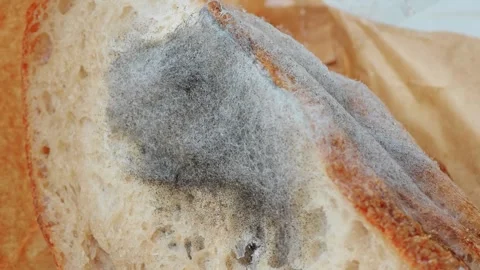 Mold on the sourdough bread. Stock Footage 308920569