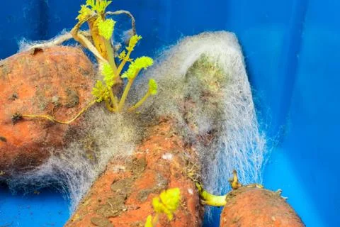 Mold on spoiled carrots. Improper storage of vegetables. Stock Photos