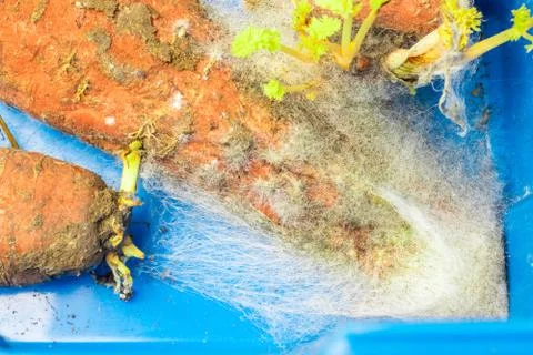 Mold on spoiled carrots. Improper storage of vegetables. Stock Photos