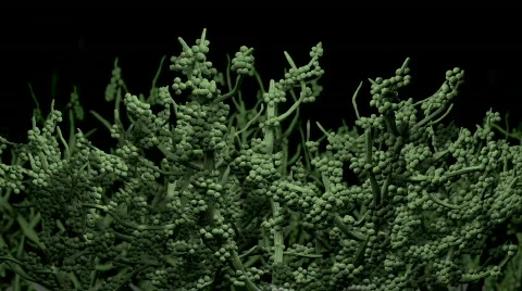 Mold spores microscopic simulation Stock Footage