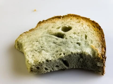 Mold on stale bread. The surface of moldy bread. Spoiled bread with mold. Mol Stock Photos