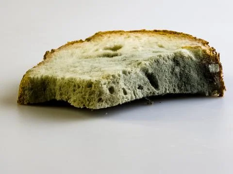 Mold on stale bread. The surface of moldy bread. Spoiled bread with mold. M.. Stock Photos