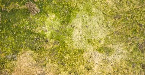 Mold on stone Stock Photos