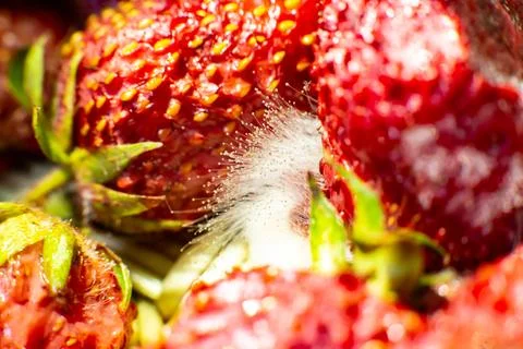 Mold on strawberries. The spoiled berry has been covered with black mold 库存照片