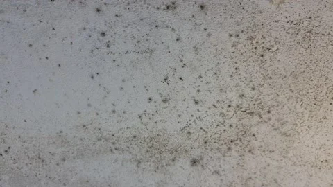 The Mold on the surface close-up. Black mold. Stock Footage 162919358