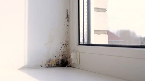 The mold swallowed the slope on the window. Selective focus. Stock Footage 304809556