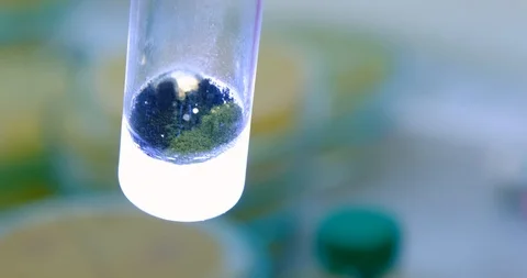 Mold in test tude Stock Footage 112819210