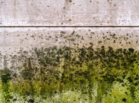 Mold thickly covers a wall. Stock Photos