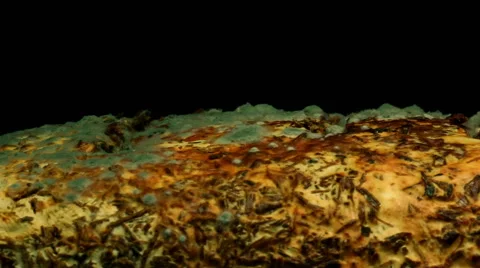 Mold Time-lapse Stock Footage 44483831