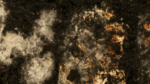 Mold Time-lapse Stock Footage 48872385