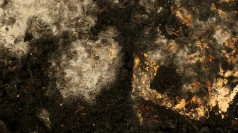 Mold Time-lapse Stock Footage 48877784