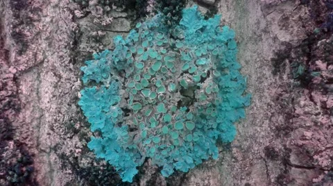 Mold on the tree bark changes color moss on a tree Stock Footage 63873115