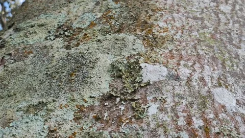 Mold on tree bark Stock Footage 231800743