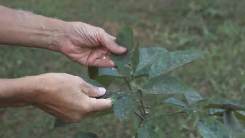 Mold on tree leaves Stock Footage 135828848