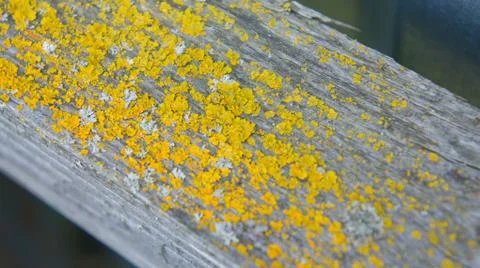 Mold on the tree Foto stock