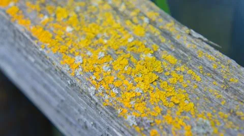 Mold on the tree Foto stock