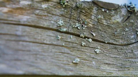 Mold on the tree Stock Photos