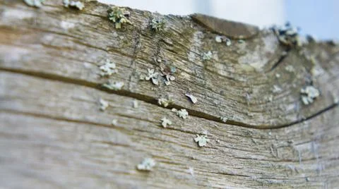 Mold on the tree Stock Photos