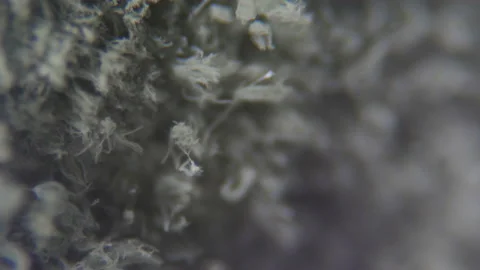 Mold under the microscope. GMO. DNA. Black Mold taken from rotten bread , und Stock Footage 107360850
