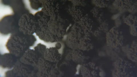 Mold under the microscope. GMO. DNA. Black Mold taken from rotten bread , und Stock Footage 107360857
