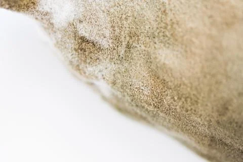 Mold on vegetables, spoiled food close-up on a white background Stock Photos