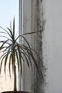 Mold visible on wall corner beside houseplant, black mold spots expanding a.. Stock-Fotos