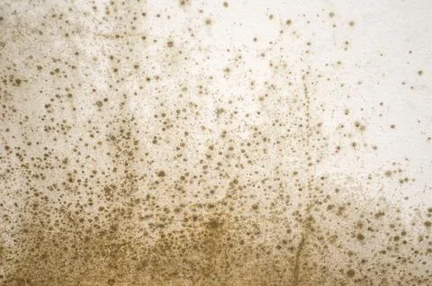 Mold on the wall background Foto stock