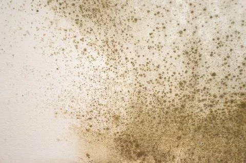Mold on the wall background Stock Photos
