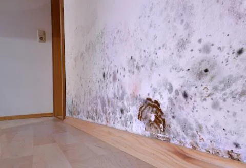 Mold, wall, cellar, brown cellar sponge, fungus, damage, Stock Photos