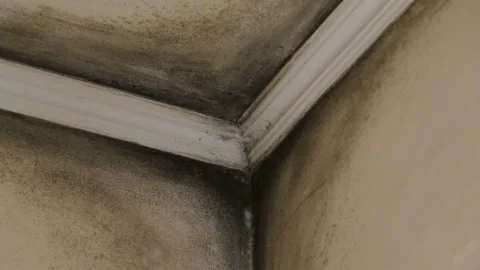 Mold on the walls and ceiling of the room Video stock 99662371