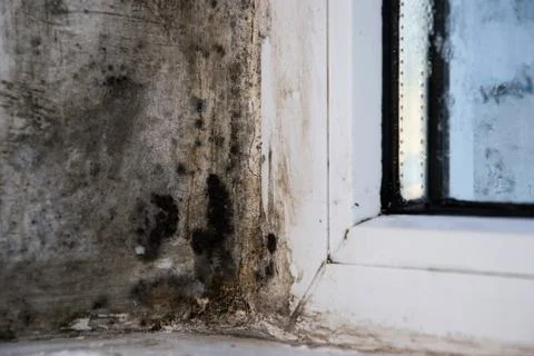 Mold on the wet window. Stock Photos