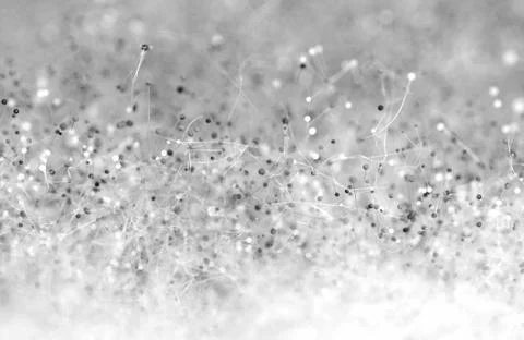Mold which has appeared on food Stock Photos