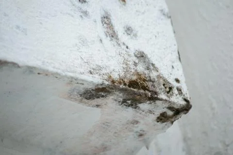 Mold on a white painted wall corner Stock Photos