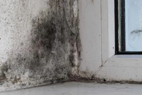 Mold on the window in the apartment. Stock Photos