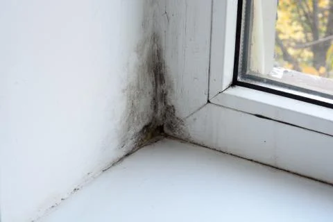 Mold on the window Stock Photos